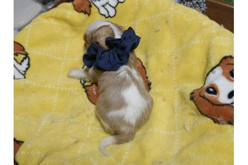 成約済の埼玉県のキャバリアキングチャールズスパニエル-54234の1枚目